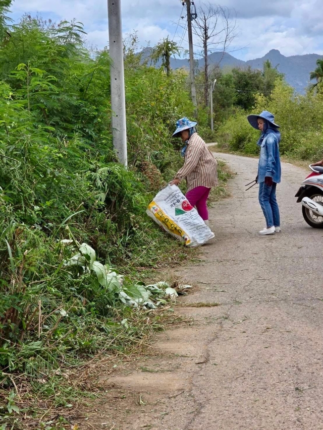 28-8-68กองสาธารณสุขฯดำเนินการตัดหญ้า เก็บขยะและปรับปรุงภูมิทัศน์ บริเวณชุมชนตาลเจ็ดยอด