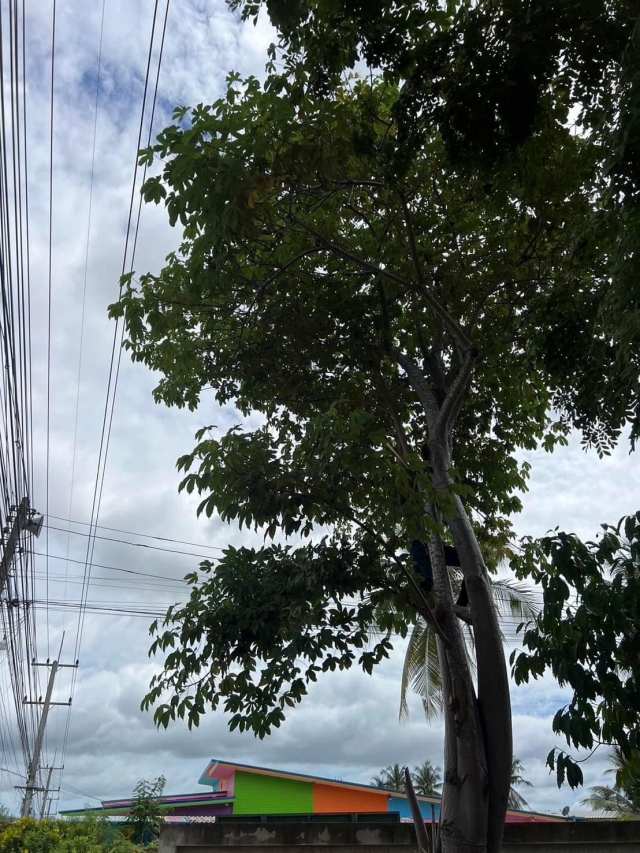 13-8-67 งานป้องกันฯดำเนินการตัดแต่งต้นไม้ที่เอนเข้าบ้านประชาชน ที่ซอย24