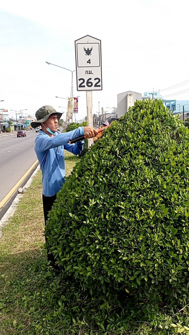 11 พ.ย. 65 งานสาธารณสุขฯ ดำเนินการเเต่งต้นไม้เกาะกลางไร่ใหม่