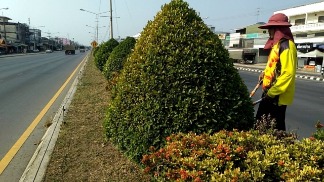 15-2-66 งานสาธารณสุขฯ ดำเนินการเเต่งต้นไม้เกาะกลางไร่ใหม่