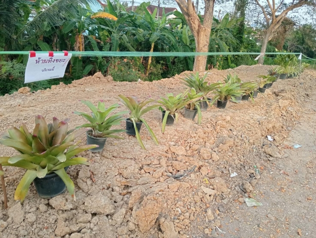 20-2-69 กิจกรรมอาสาสมัครท้องถิ่นรักษ์โลก (อถล.) บริเวณหมู่บ้านศรัญญา ชุมชนตลาดไร่ใหม่